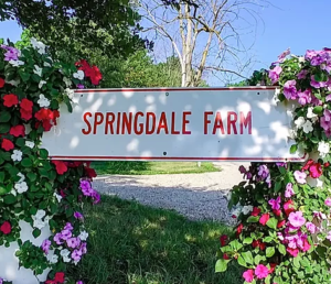 Springdale 2